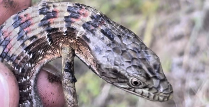 Alligator lizard