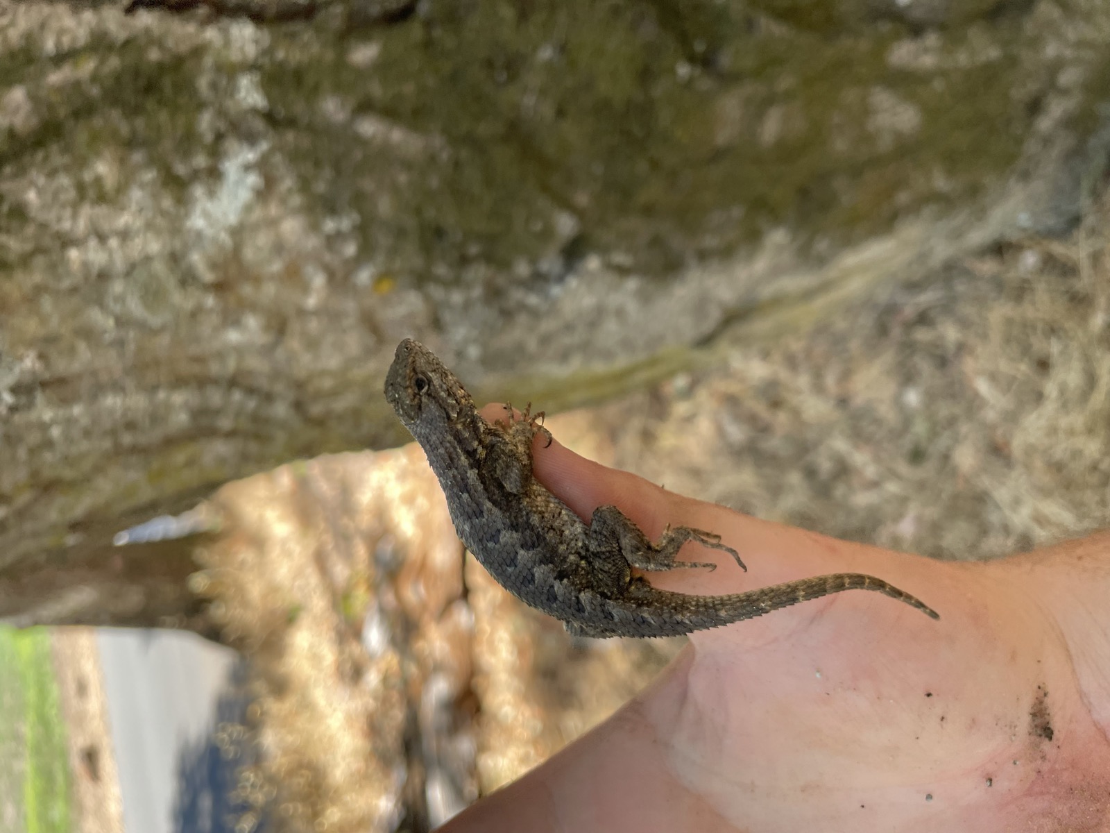 Fence lizard