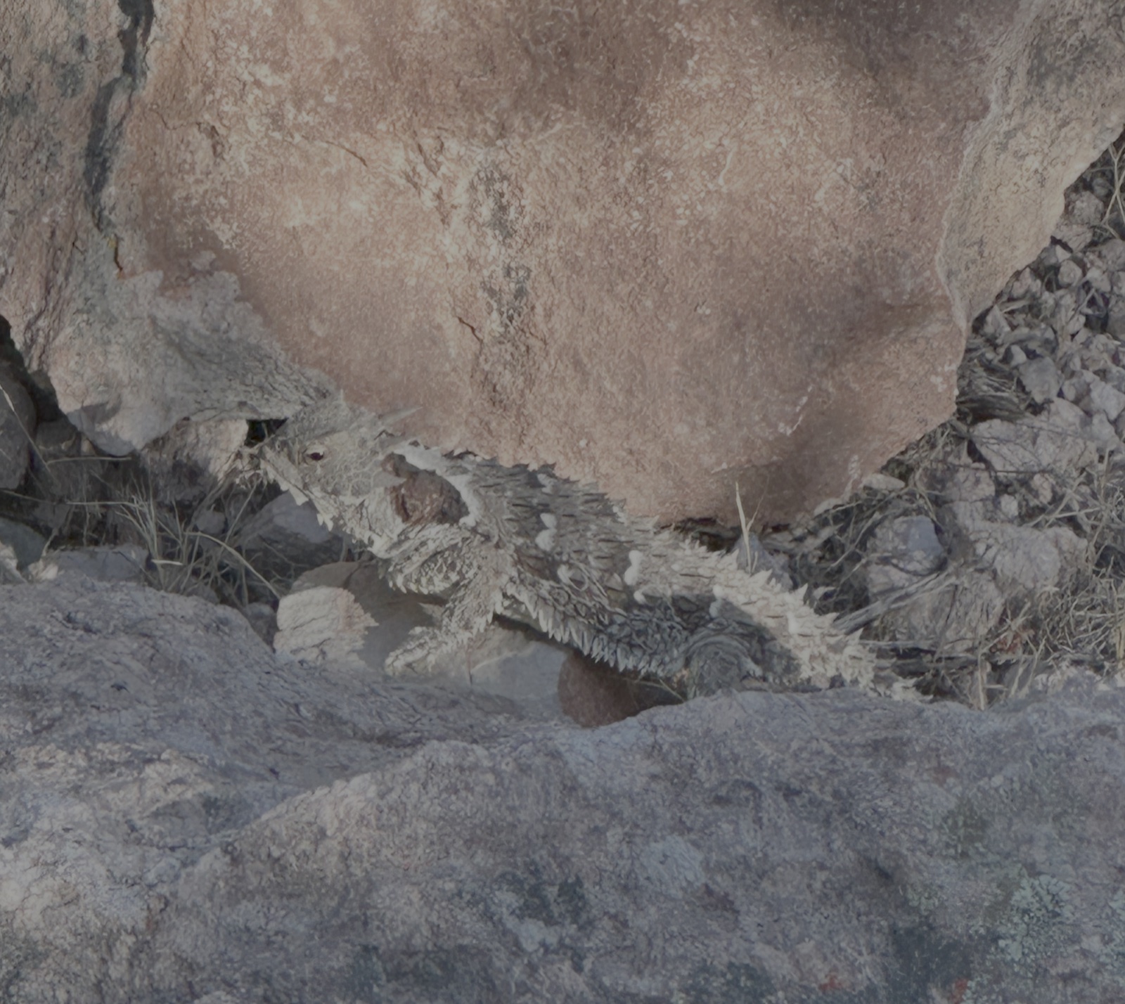 Coast Horned Lizard