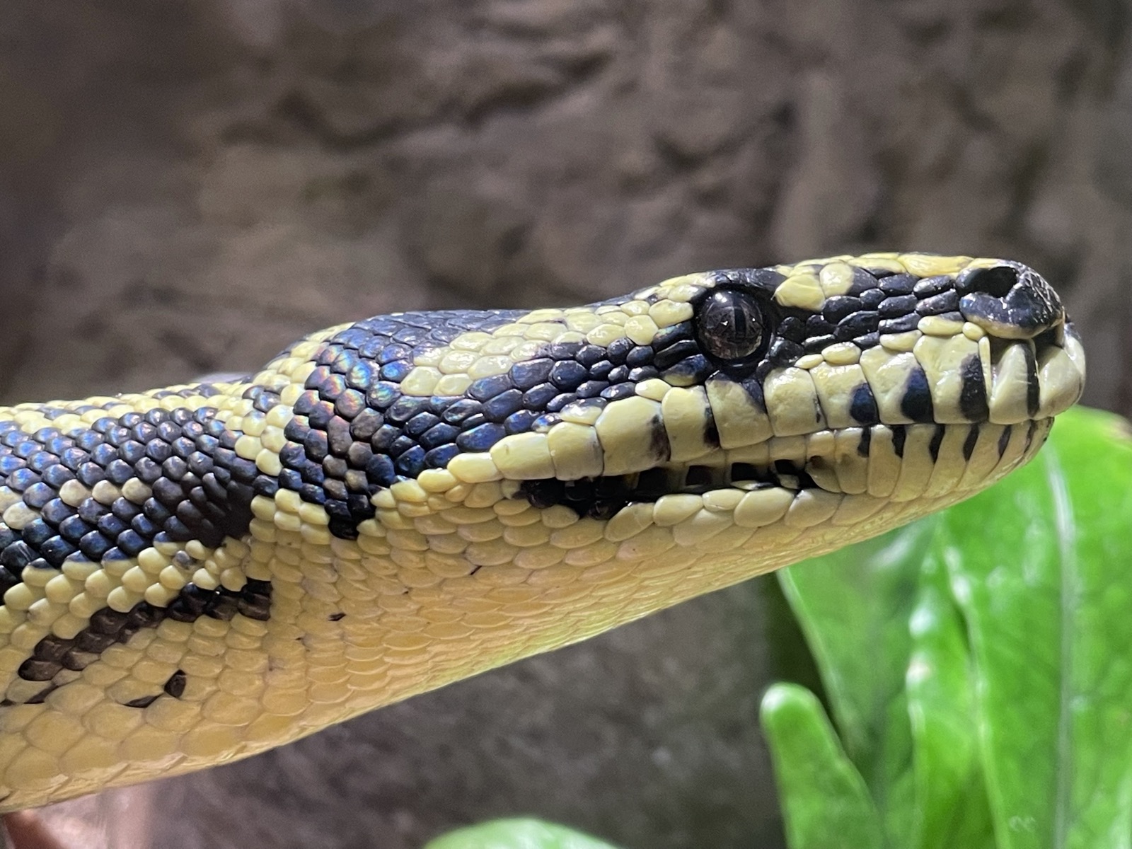 Jared, my jungle carpet python