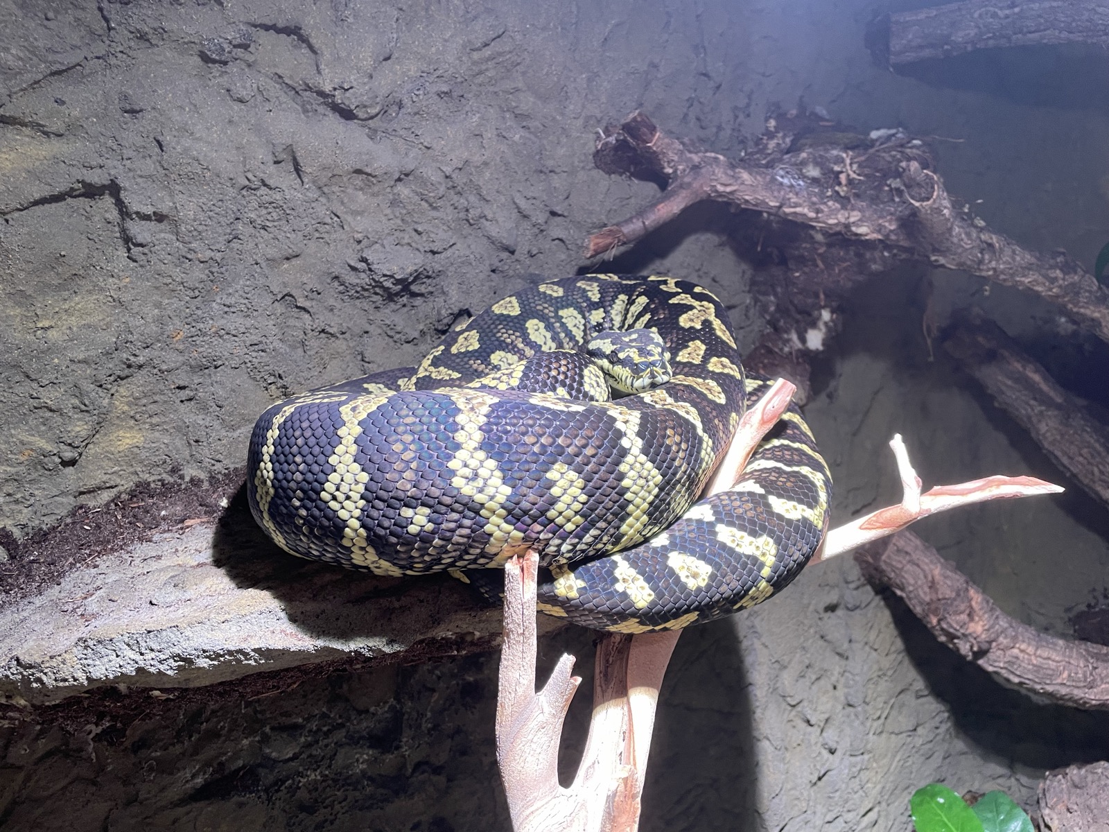 Jared, my jungle carpet python