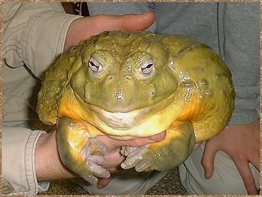 Adult pixie frog