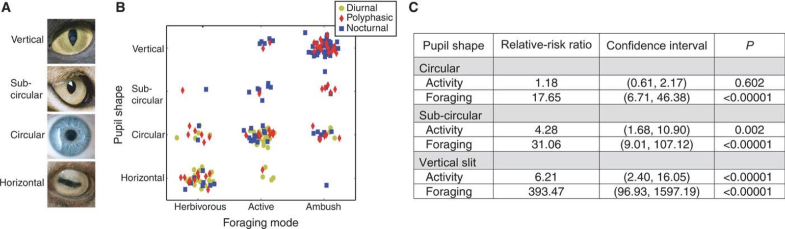 Pupil shape vs. foraging mode and diel activity