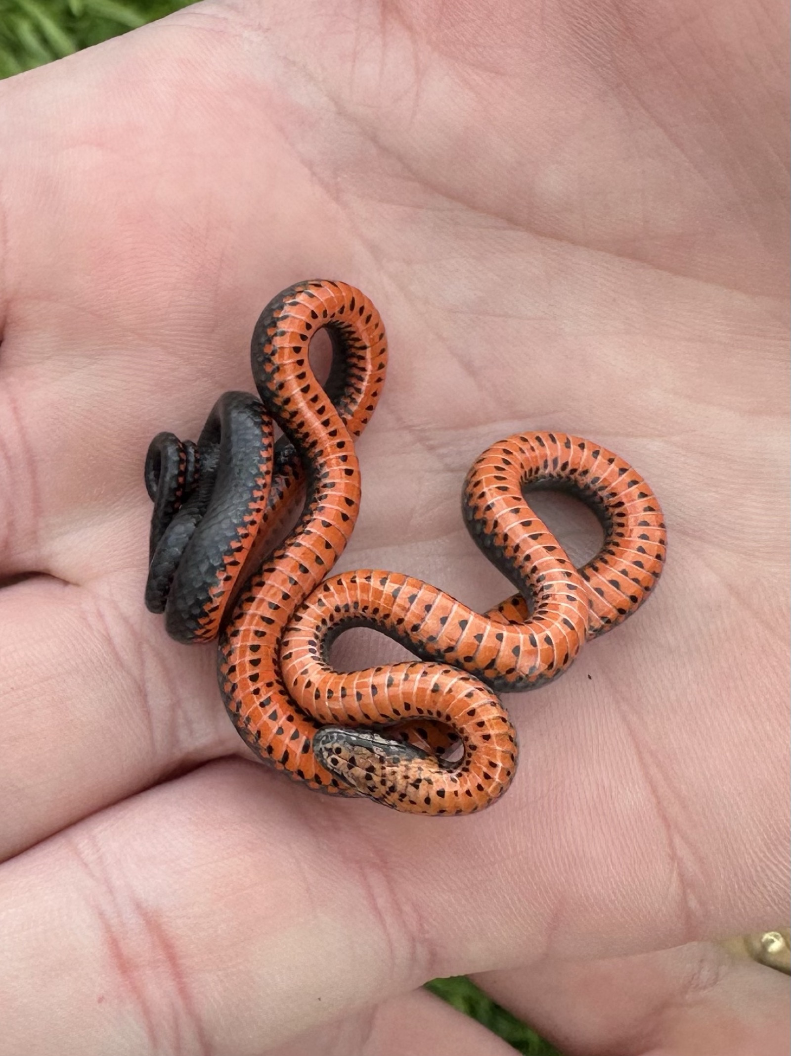 Pacific ring-necked snake