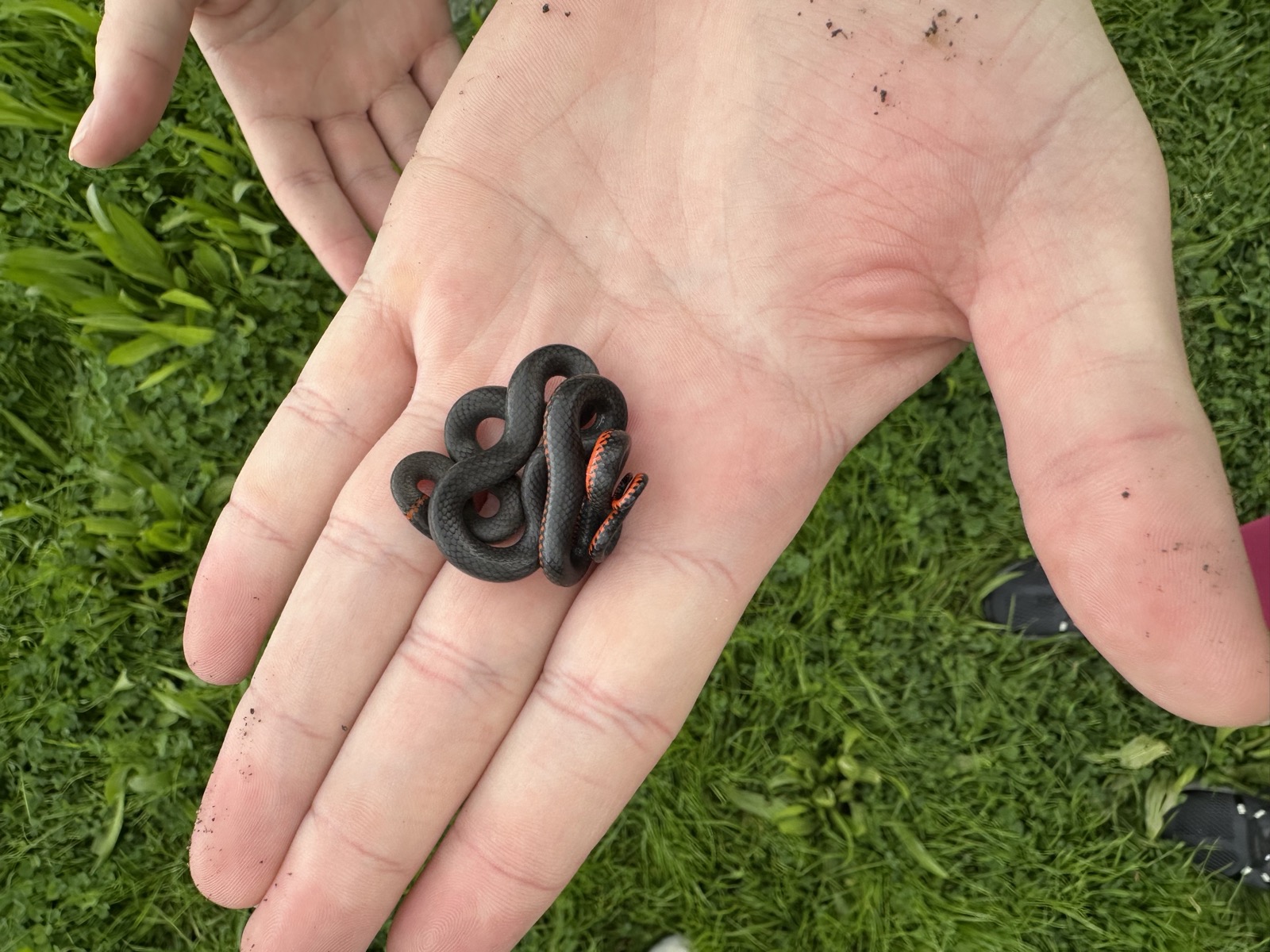 Pacific ring-necked snake
